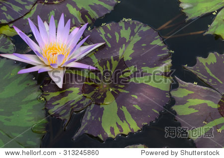 beautiful blue waterlily on the pond - 站酷海洛正版图片, 视频