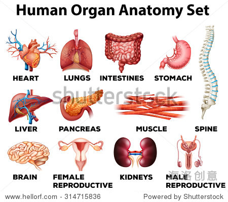 human organ anatomy set illustration - 站酷海洛正