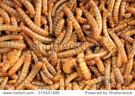 scatter of living mealworms, this closeup image