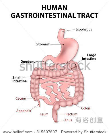 gastrointestinal tract includes all structures between