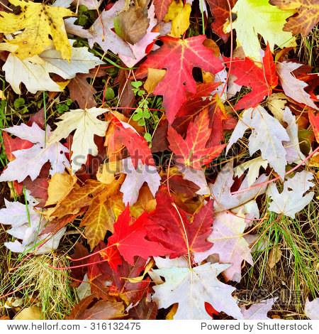 colorful maple leaves on the grass autumn background
