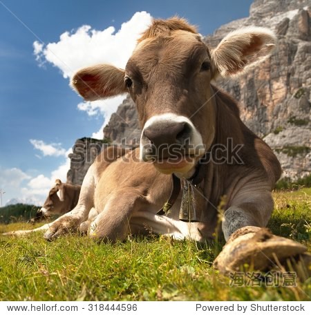 head of brown cow (bos primigenius taurus), with cowbell - 站酷