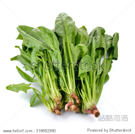 spinach on white background - 图片素材 - 站酷海洛plus正版图片