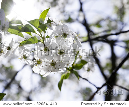 photographed close-up white cherry blossoms.