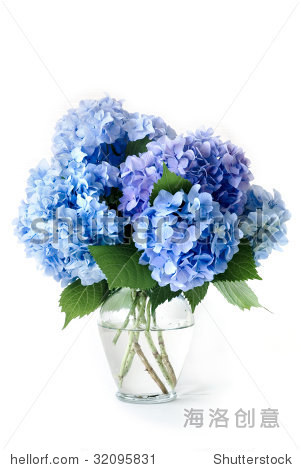 isolated blue hydrangea flowers in glass vase