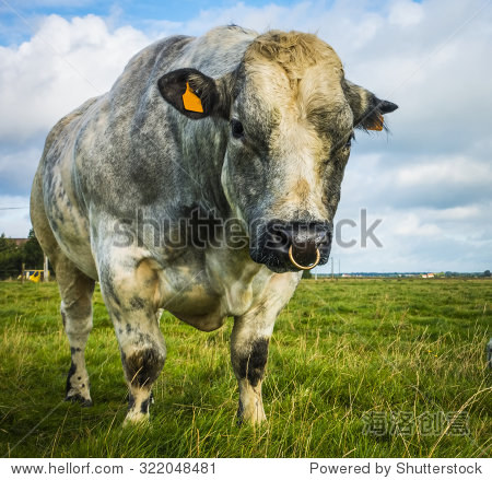 belgian blue bull and cow on a sunny day, belgium-站酷海洛正版