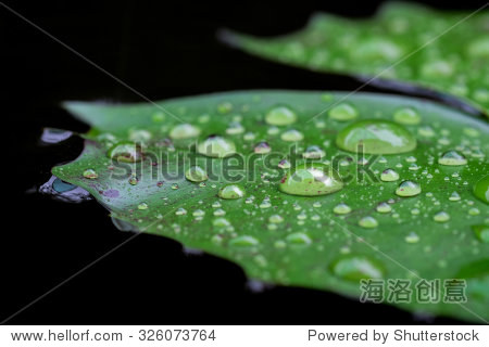 close up water droplets on lotus leaf - 图片素材 - 站酷海洛plus
