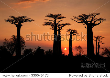baobabs in the sunset-站酷海洛正版图片, 视频, 音乐素材交易平台