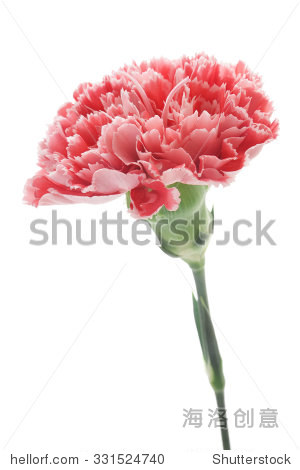 red pink carnation isolated on white background - 站酷海洛正版