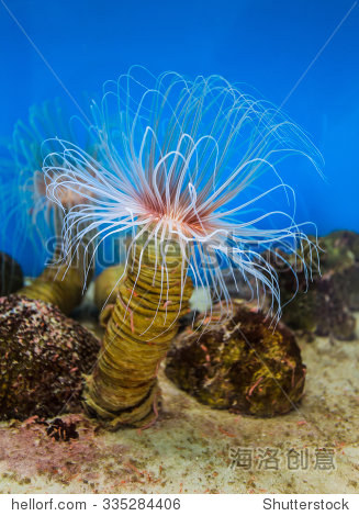 sea anemone (anemone) with white tentacles in the aquarium.