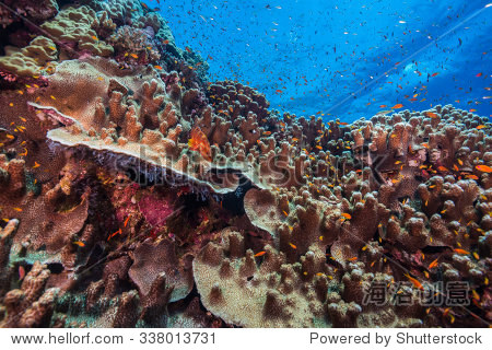 the fury shoals in the southern red sea are home to beautiful