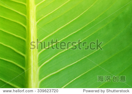 green leaves background - 站酷海洛正版图片, 视频, 音乐素材交易