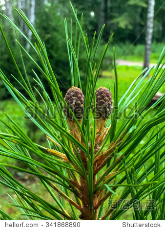 small siberian cedar tree - 图片素材 - 站酷海洛plus正版图片