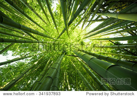 looking up at exotic lush green bamboo tree canopy