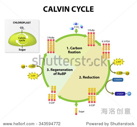 photosynthesis. calvin cycle in chloroplast.