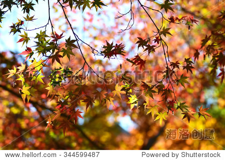 maple leaves in autumn - 图片素材 - 站酷海洛plus正版图片, 视频