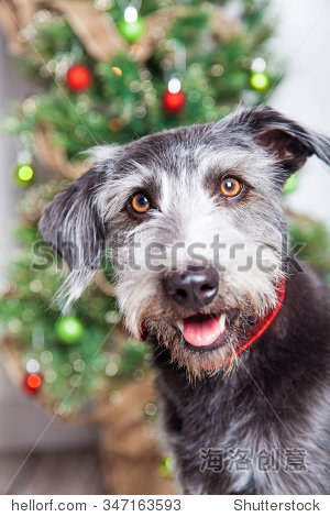 closeup photo of a happy and smiling mixed breed terrier dog in