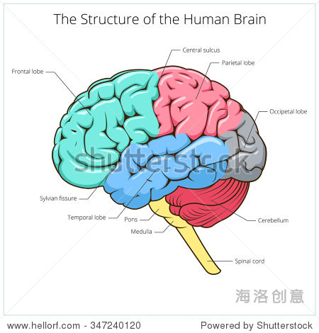 structure of human brain schematic raster illustration.