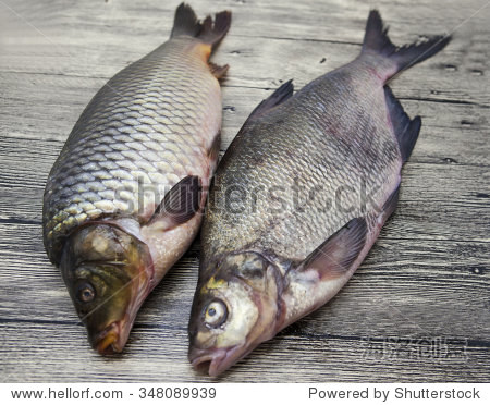 two large fresh carp live fish lying on a wooden board .