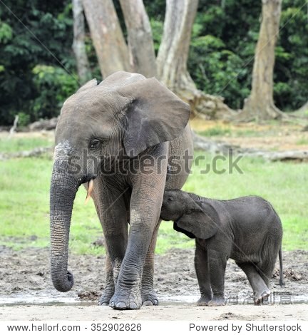 the elephant calf is fed with milk of an elephant cow the