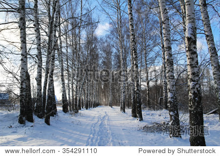 birch-wood in the winter in russia - 图片素材 - 站酷海洛plus正版