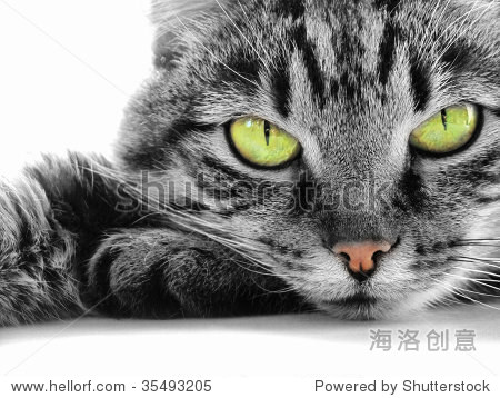 green-eyed cat - 站酷海洛正版图片, 视频, 音乐素材交易平台