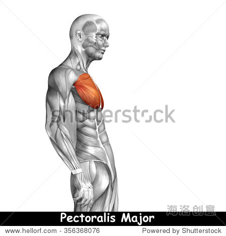 and muscle isolated on white background metaphor to body