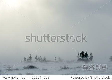 Snowstorm in tundra landscape with trees. low visibility conditions due to a snow storm in tundra foreground in Canada at winter time