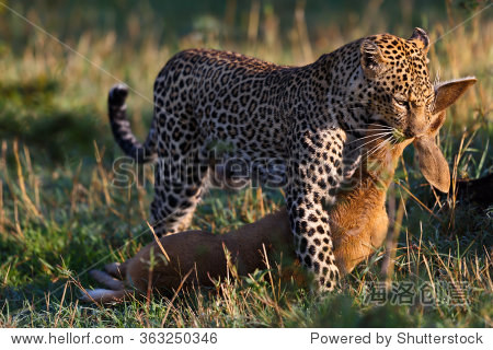 female lorian carrying a steenbok after a successful hunt in