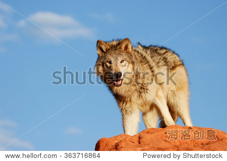 gray wolf (canis lupus) in a desert with red rock formations