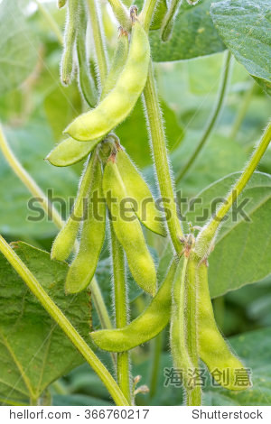 young green soya bean in the backlit sunlight. close-up.
