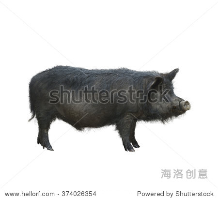 wild black hog isolated on white background