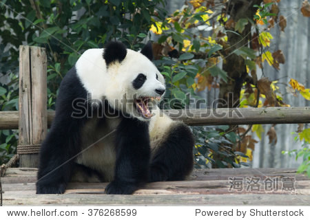 a adult panda is roaring.