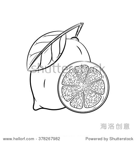 lemon sketch hand drawn illustration isolated on white back