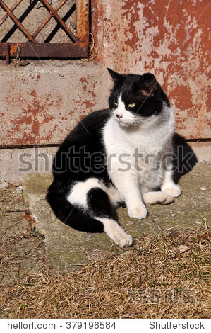 cat resting in a funny pose in the sun, cat basking in the sun
