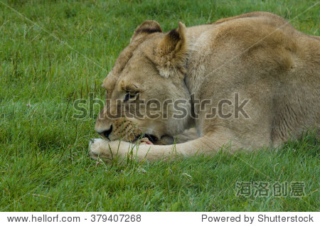 lioness eating - 站酷海洛正版图片, 视频, 音乐素材交易平台