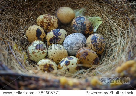 birds nest with quail eggs - 站酷海洛正版图片, 视频, 音乐素材