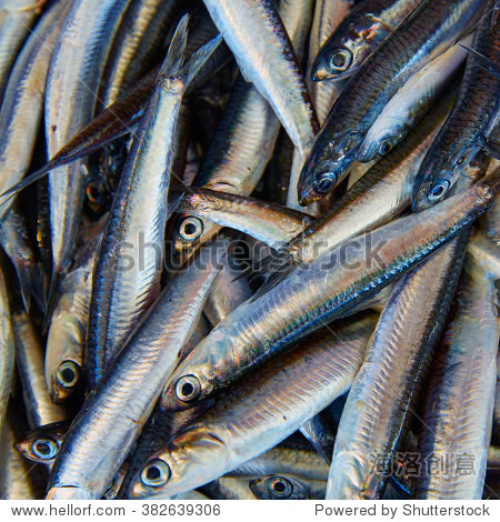 anchovies fresh fish in the fish market of mediterranean sea