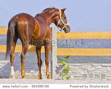 red horse are standing on the sand near the fence in the paddock