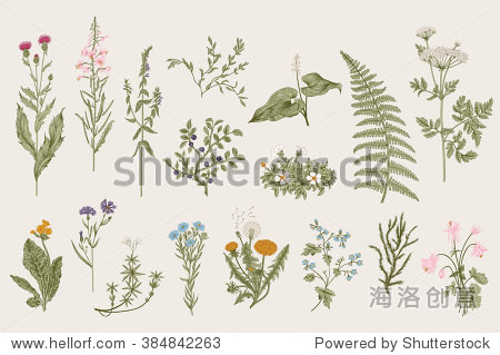 herbs and wild flowers. botany. set. vintage flowers.