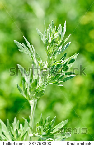 wormwood (artemisia absinthium l.