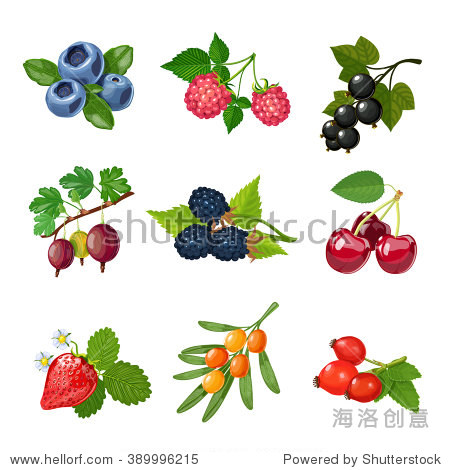 berries of trees and shrubs set with green leaves isolated