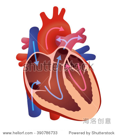 diagram of human cardiac structure the heart vector illustration