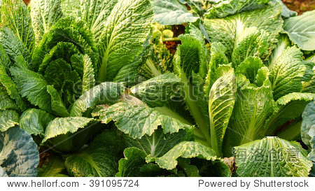fresh green vegetable on the ground in an agriculture farm with