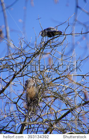 great blue herons (ardea herodias) flying in seattle - 图片素材