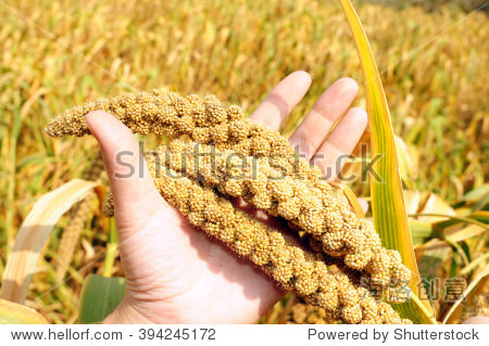 ripe millet crops in the fields in autumn - 站酷海洛正版图片