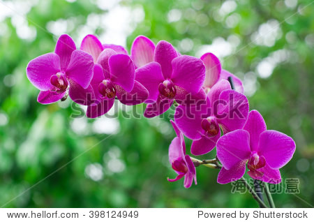 orchid flower with green in background - 图片素材 - 站酷海洛plus