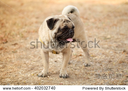 fawn pug dog on dry grass in autumn.