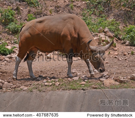 banteng or red bull ox animal.