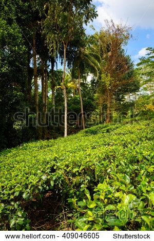 tea bushes on tea plantation - 图片素材 - 站酷海洛plus正版图片